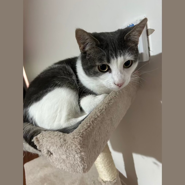 Photo of Maverick
