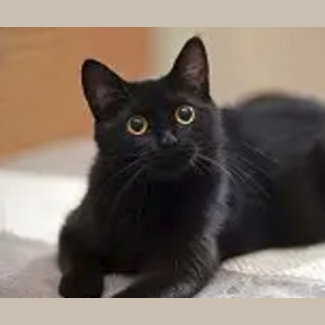 Photo of Mavis