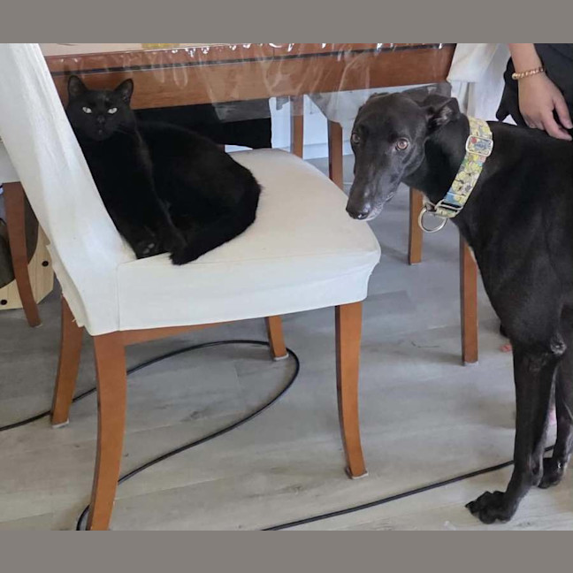 Photo of Boston, The Greyhound