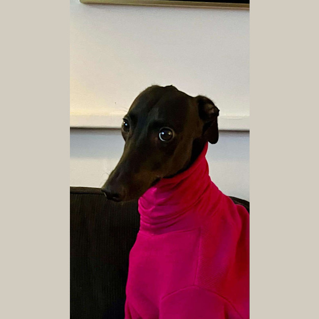 Photo of Peachy The Greyhound