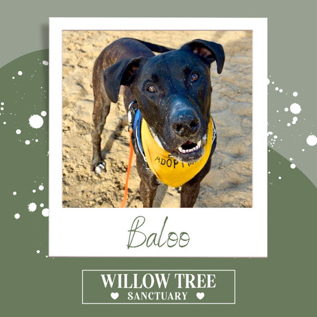 Photo of Baloo