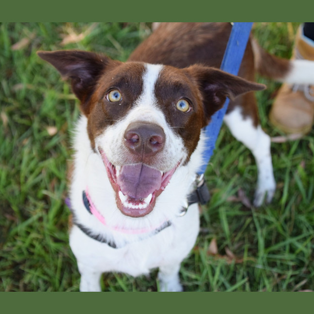 Photo of Cookie