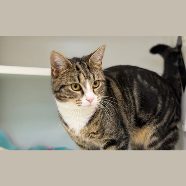 Photo of Apollo