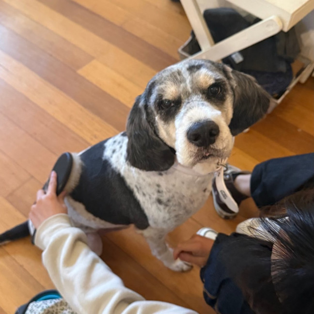 Photo of Lotus Biscoff