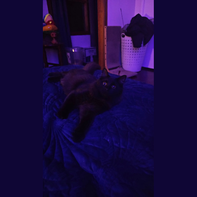 Photo of Voodoo