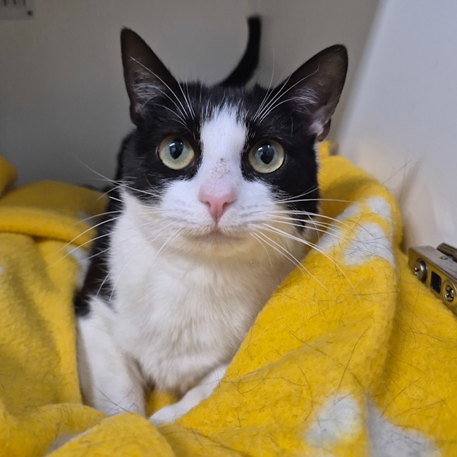Photo of Kitty