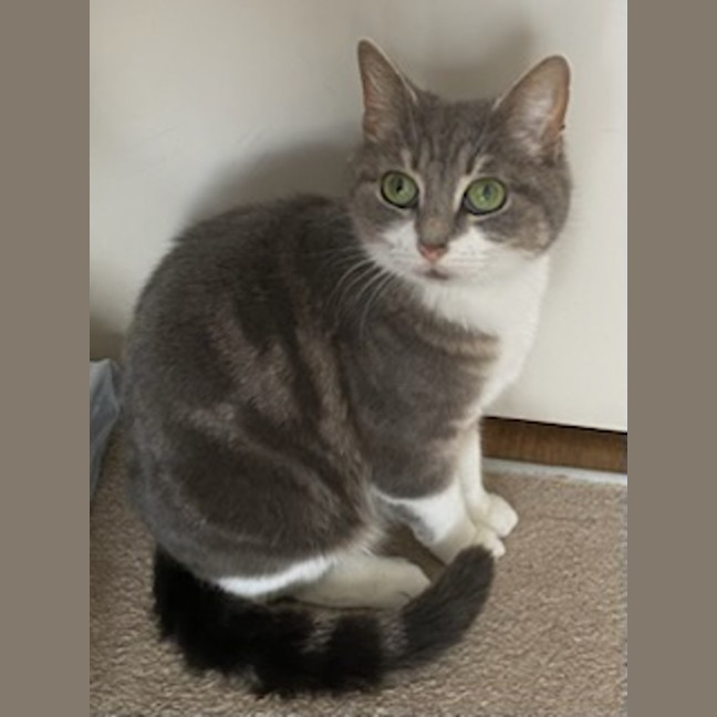 Photo of Rumi *9 Lives Project Rescue*