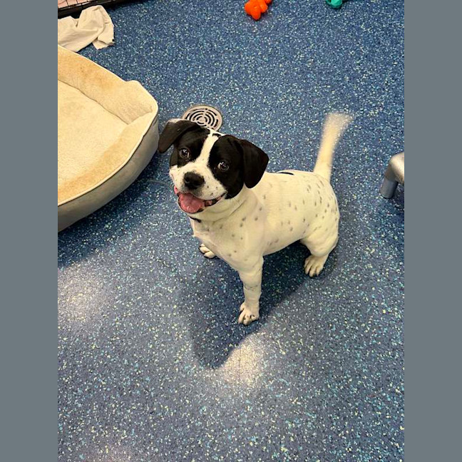 Photo of Spot