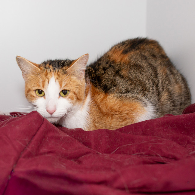 Photo of Ruby