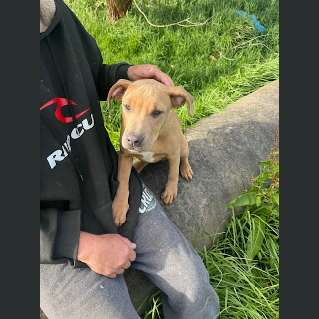 Photo of Shavina Dara