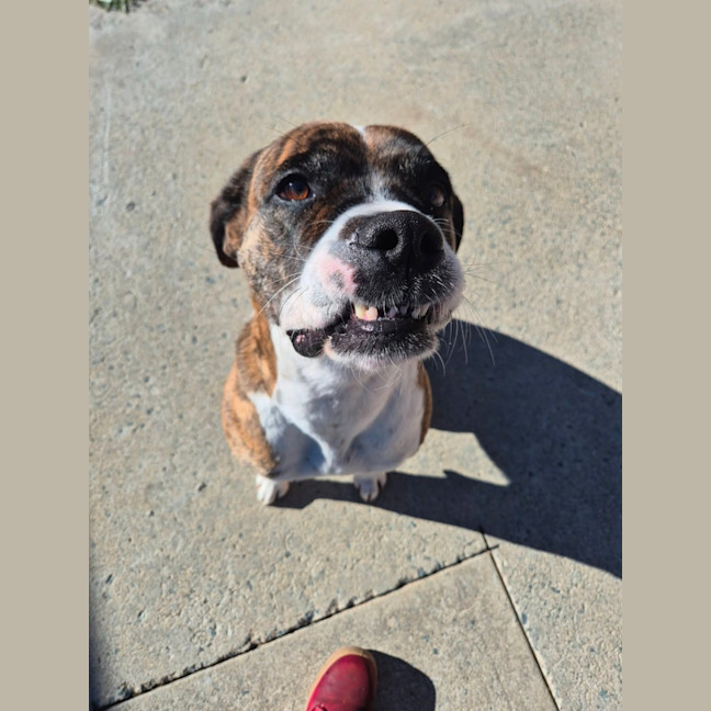 Photo of Maggie! 🐾 