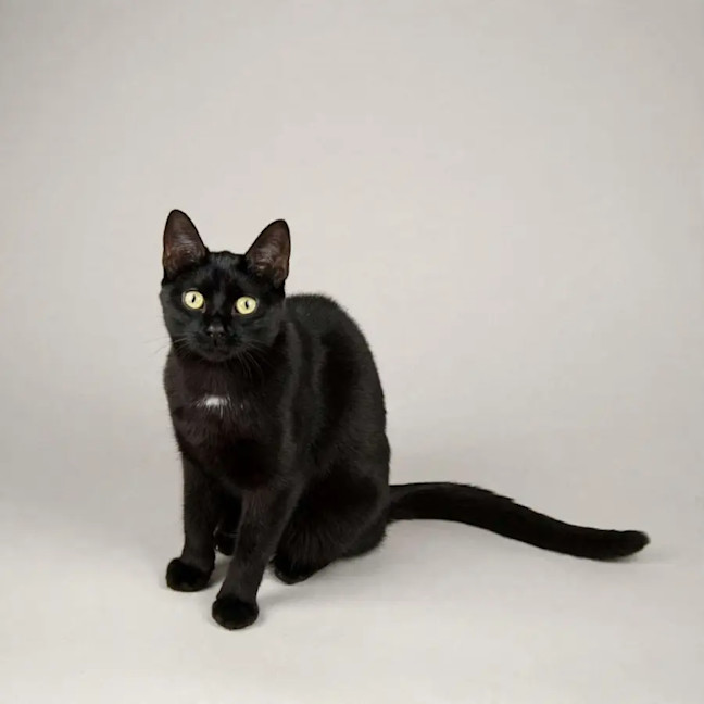 Photo of Raven