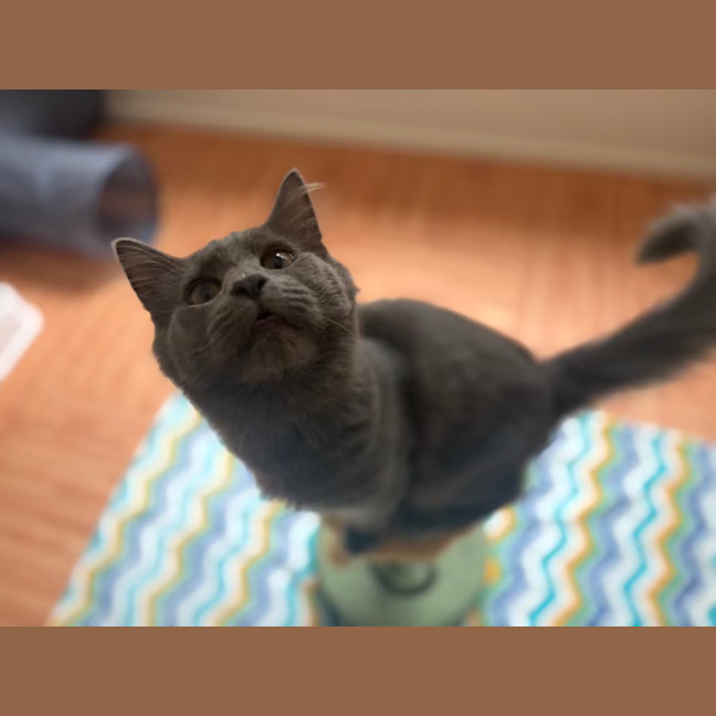 Photo of Basil