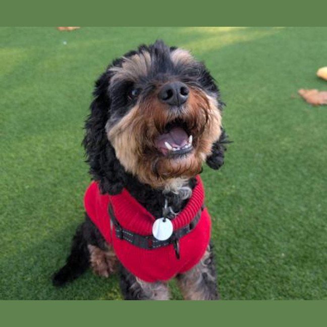 Photo of Koda