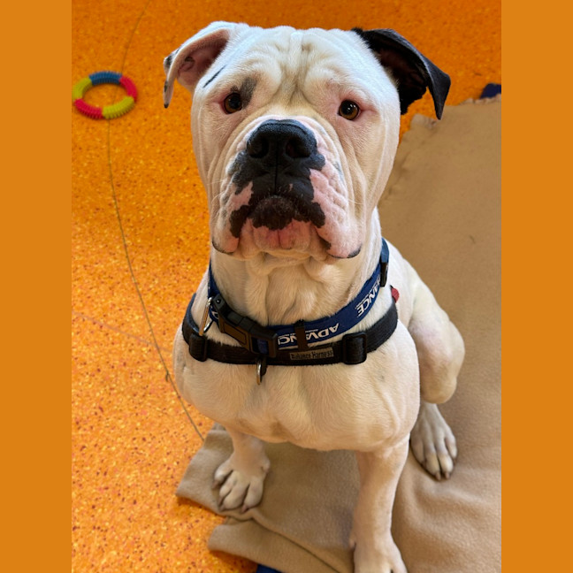 Photo of Koa