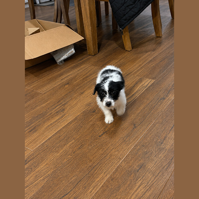 Photo of Pip