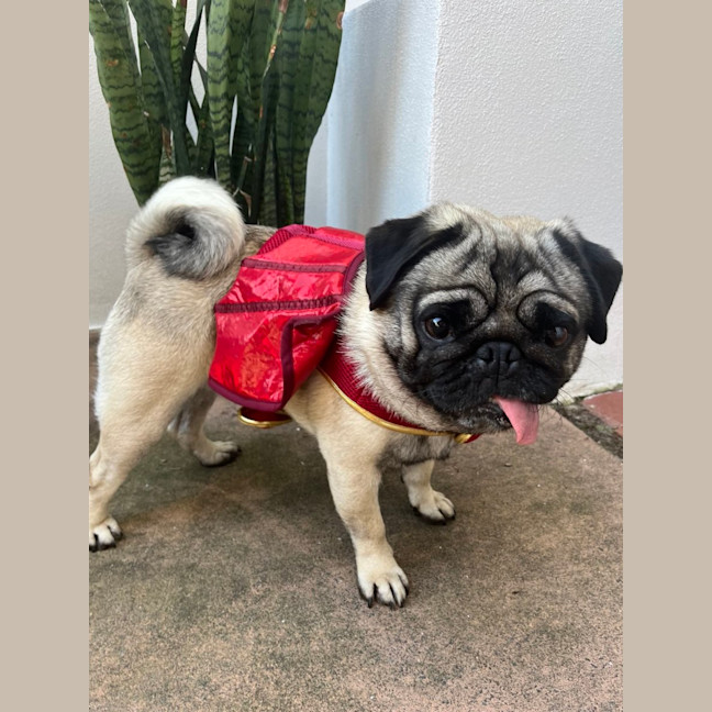 Photo of Milo And Cheeky 🐶