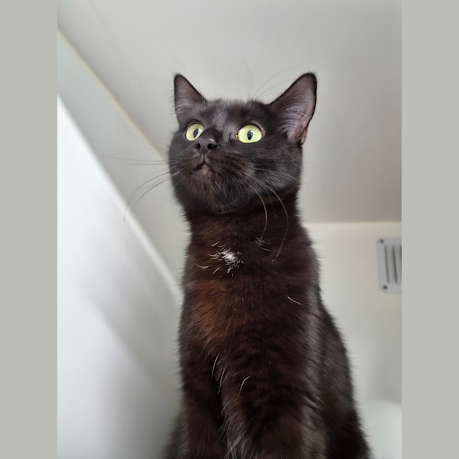 Photo of Pepper 