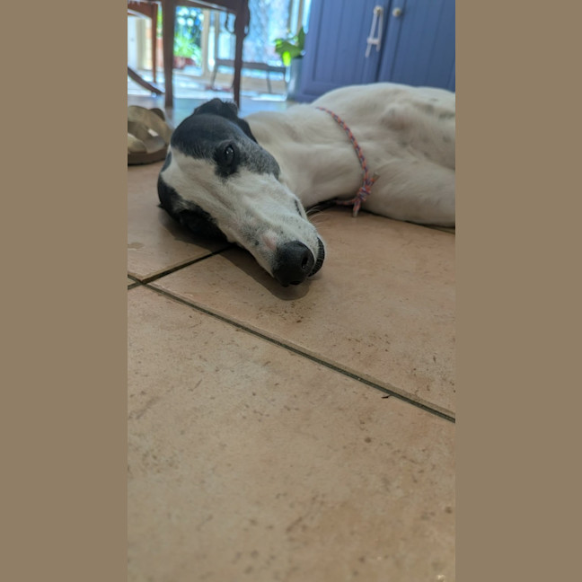 Photo of Dot, The Greyhound