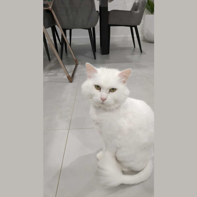 Photo of Princess