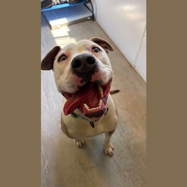 Photo of Tootsie Roll