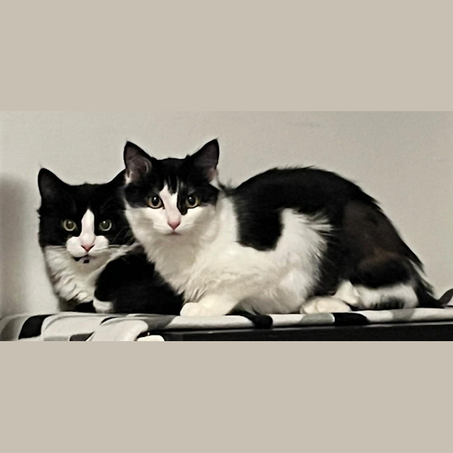 Photo of Scotty & Rosie