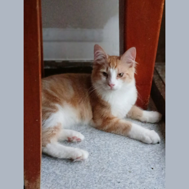 Photo of King Louie *9 Lives Project Rescue*