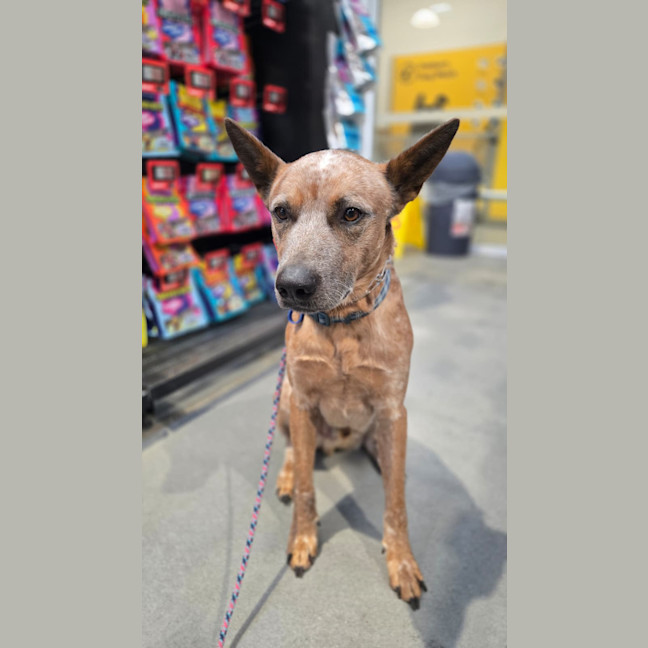 Photo of Chip