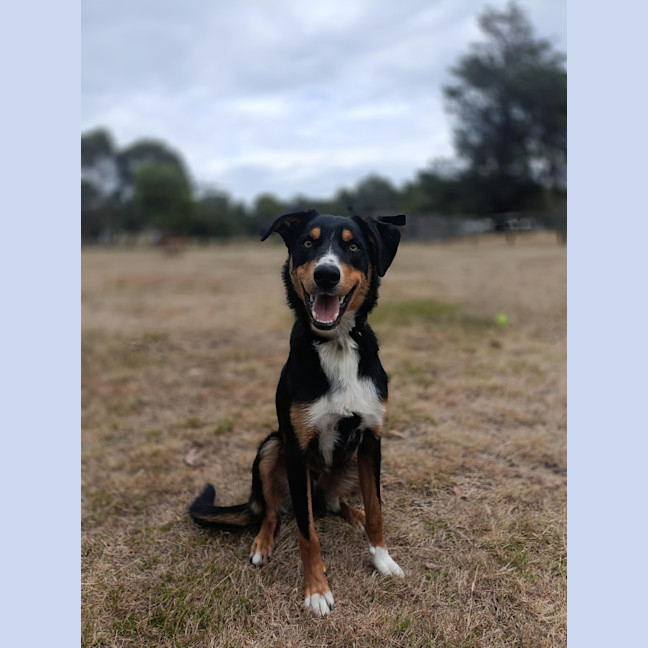 Photo of Rusty