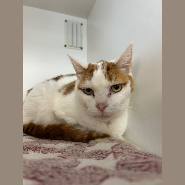 Photo of Rosie, Amelia, And Bam Bam