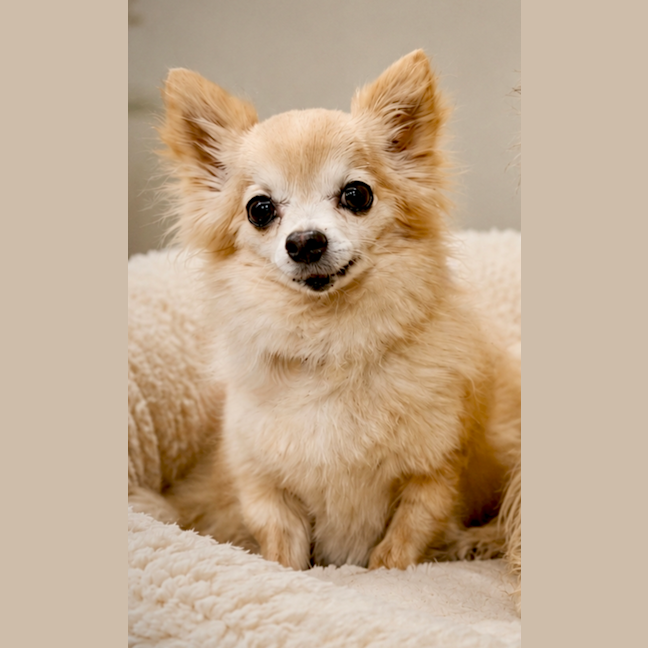Photo of Buddy