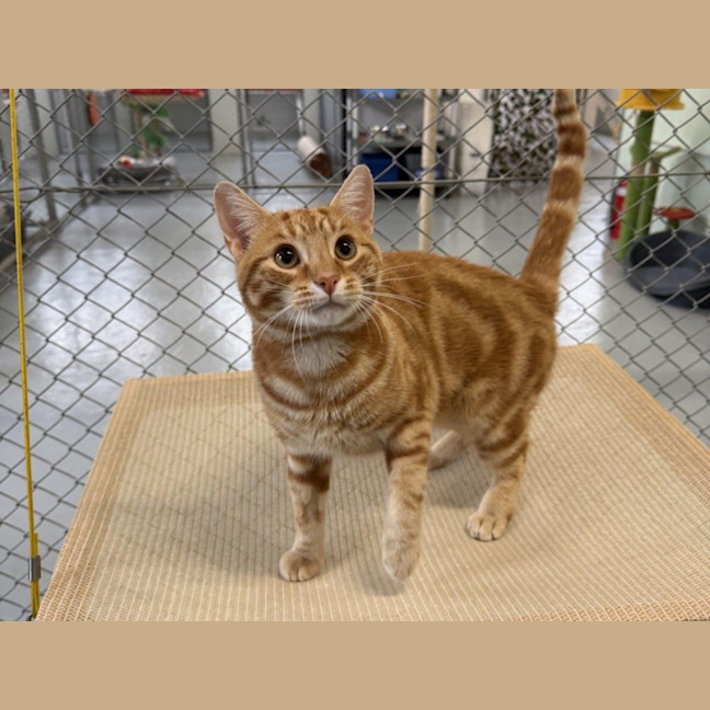 Photo of Antonio Bulleau