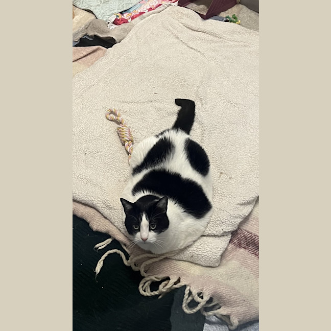 Photo of Loki