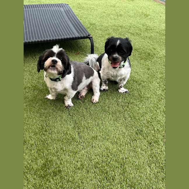 Photo of Bonded Sisters