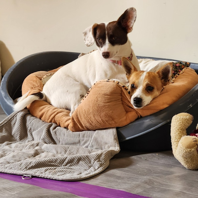 Photo of Dougie And Timmy