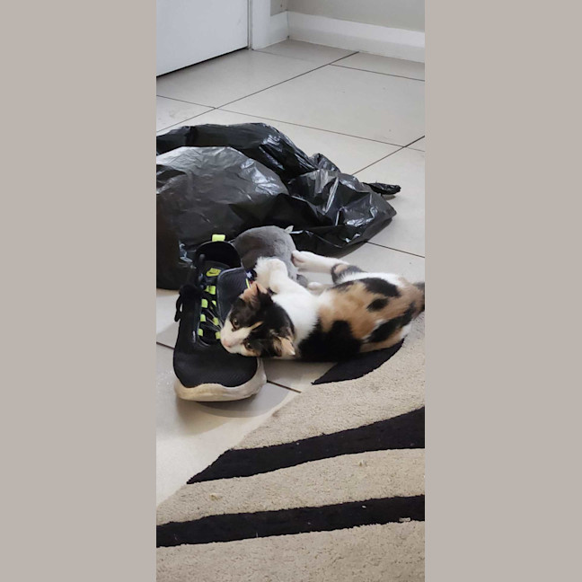 Photo of Calypso 
