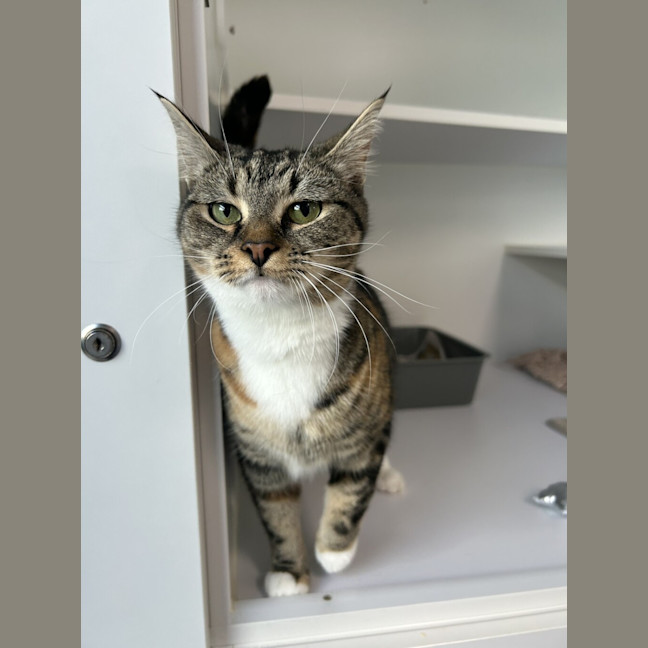 Photo of Tilly