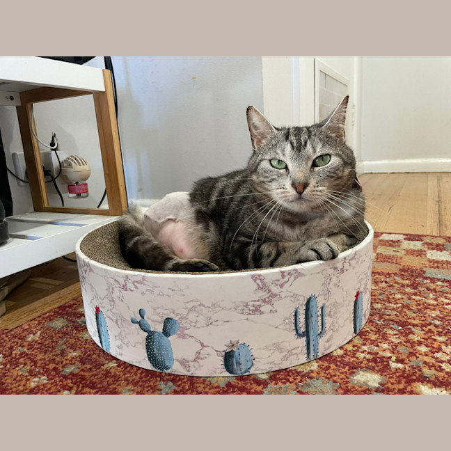 Photo of Pepper