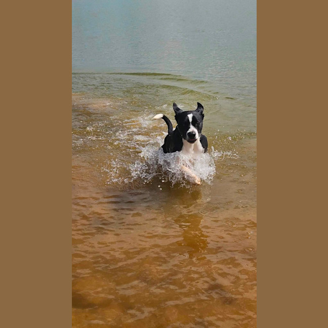 Photo of Boof