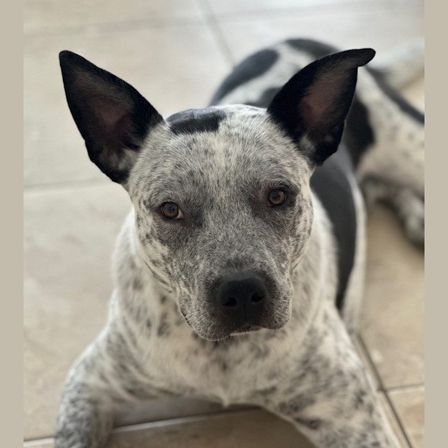Photo of Darcie *$150 Adoption Fee*