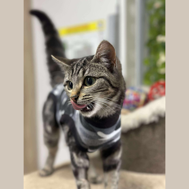 Photo of 🍣 Bento 6314 🍣