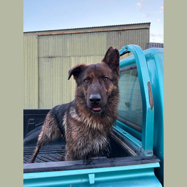 Photo of Sarge