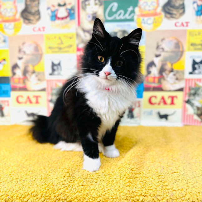 Photo of Odette   Located In Preston 