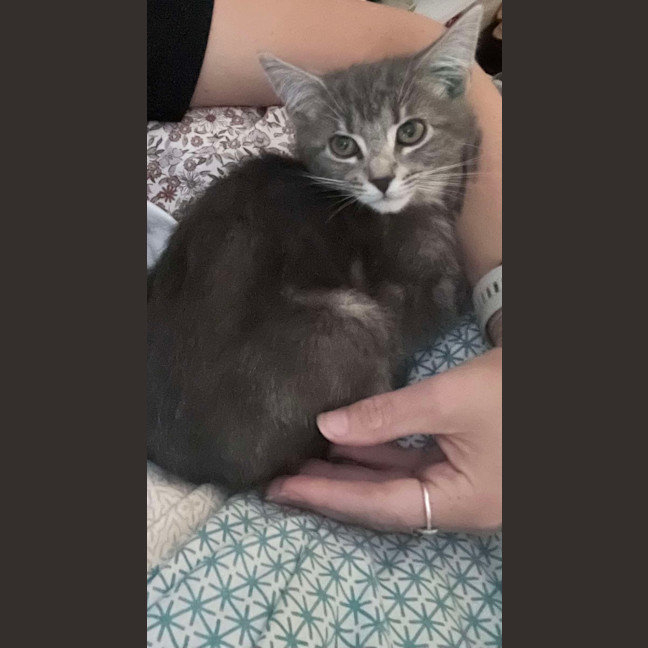 Photo of Princess Meet Me@Petstock Mornington Nepean Hwy 