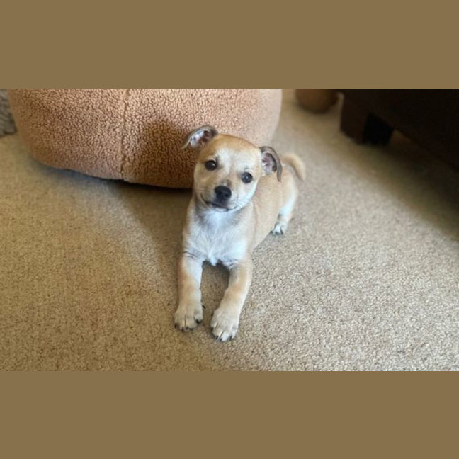 Photo of Noggin