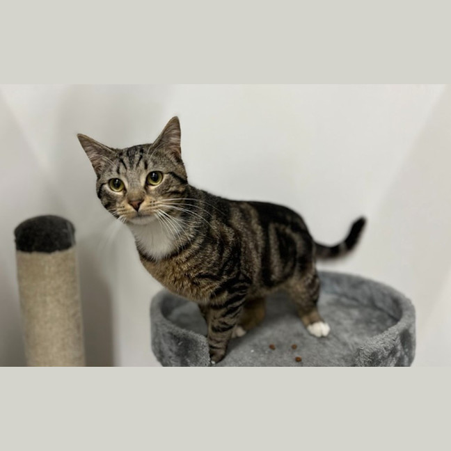Photo of Truffle