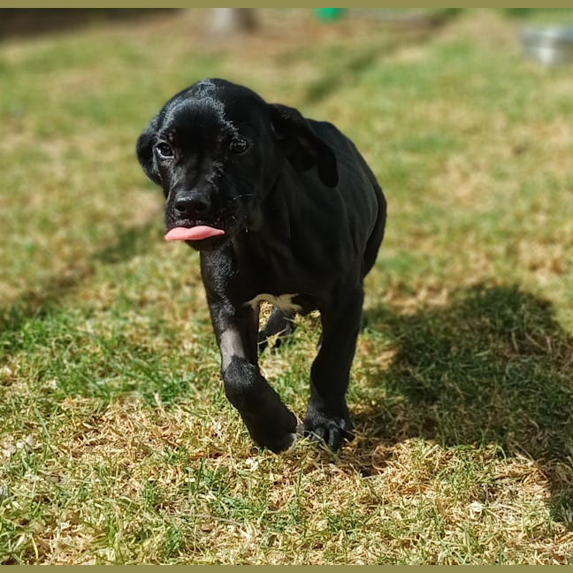 Photo of Jett (Red Collar)