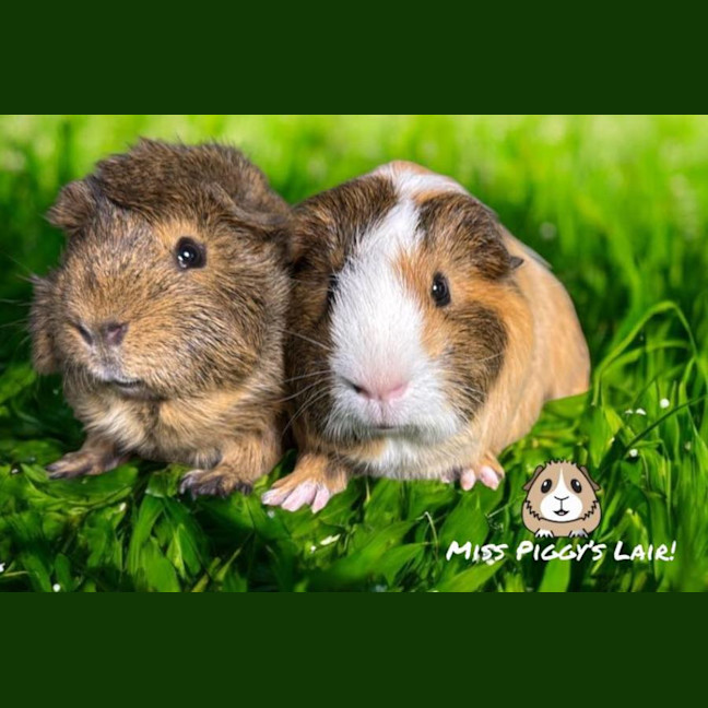 Photo of Bandit & Butterscotch