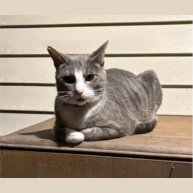 Photo of Max & Fudge   5 Year Old Domestic Short Hair