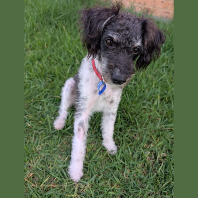 Photo of Jack   1 Year Old Poodle X Terrier 